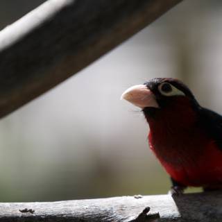 Red and Black Bird on Branch