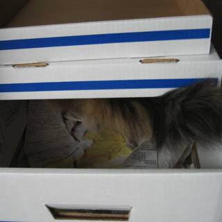 Cat in a Cozy Carton