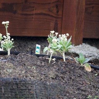New Garden Bed Planted Below Wooden Deck
