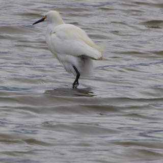 Graceful Presence