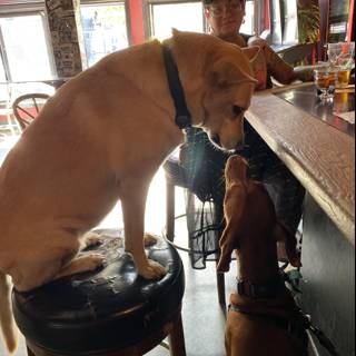 A Woman and Her Canine Companions at the Pub