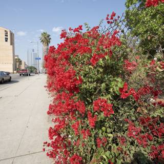 Red Flowers in the Heart of the City