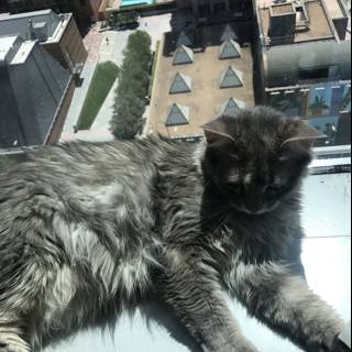 City Cat on a Window Sill