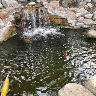 Serene Pond with Waterfall and Fish