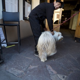 Friendly Encounter with Fluffy Dog Outside Restaurant