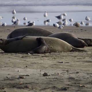 Elephant Seals Resting on Drakes Beach with Seabirds