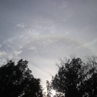 Rainbow Over Woodland Canopy