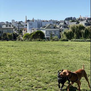 Two Dogs Enjoying the Urban Countryside