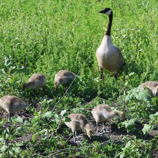 Canada Goose Family Foraging in Wetland Vegetation
