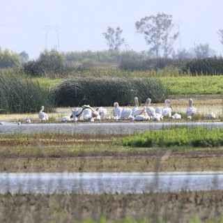 Great White Pelicans Gathering in Wetland Marshes
