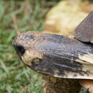 Timeless Gaze: The Box Turtle of Honolulu Zoo