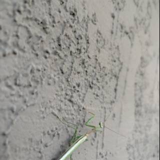 Mantis on the Move