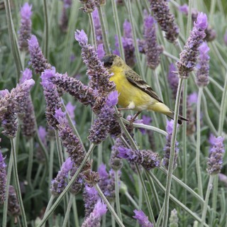 Lesser Goldfinch Feeding on Lavender Flowers