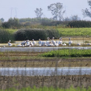 White Pelicans Gathering in Wetland Marsh