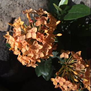 Orange Geranium Flower Bouquet in Altadena, California