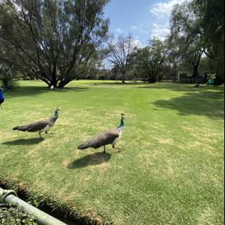 Majestic Peacocks in Xochimilco Park