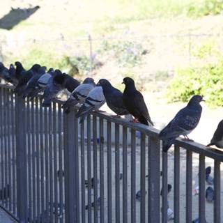 Pecking order on the fence