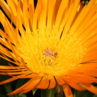Orange Treasure Flower Blossom