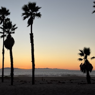 Palm Trees Silhouetted Against Ocean Sunset Beach