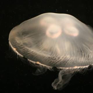 Glowing Jellyfish in the Deep Sea