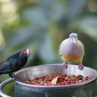 Feathered Friends on the Bowl
