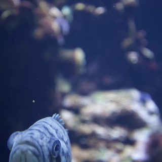 Blue Fish in Contemplative Aquarium Portrait