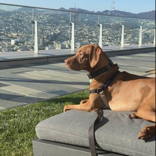 Canine Relaxation with a View