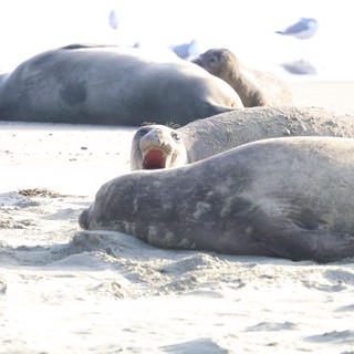 Elephant Seal Yawning Among Colony on Sandy Beach