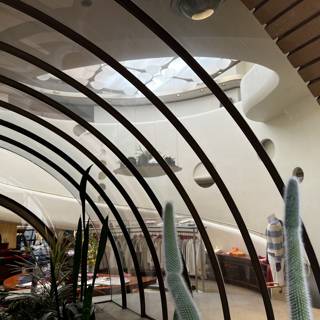 A Cactus Oasis in a Curved Ceiling Room