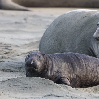 Elephant Seal Mother and Pup Resting on Beach