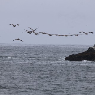 Pelican Squadron Soars Over Pacific Coastal Rocks