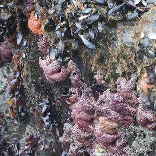 Sea Stars and Mussels Clinging to Tidal Rock