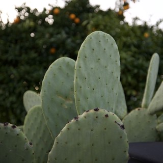 Prickly Pear Cactus with Citrus Trees at Dusk