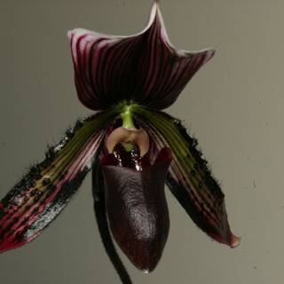 Dark-Centered Orchid Blossom