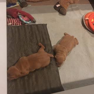Pawsitively Adorable Puppies on a Rug