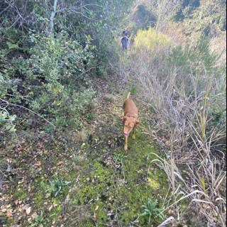 A Canine's Adventure in the Wild