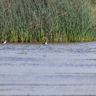 Shorebirds Wading in Wetland Marsh Habitat