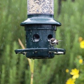 Chickadee Braving the Rain at Bird Feeder