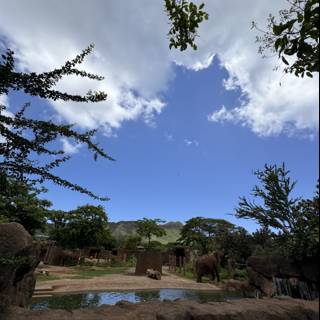 Serene Day at Honolulu Zoo: Elephants and Ethereal Skies