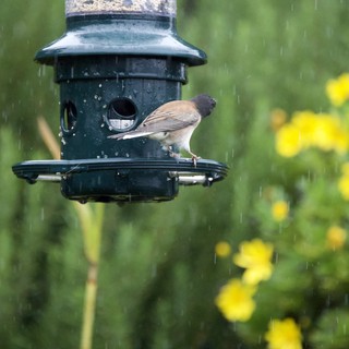 Bird Feeding in the Rain at Garden Feeder