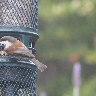 Boreal Chickadee Feeding at Garden Bird Feeder