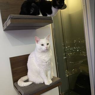 Feline Friends on a Wooden Shelf