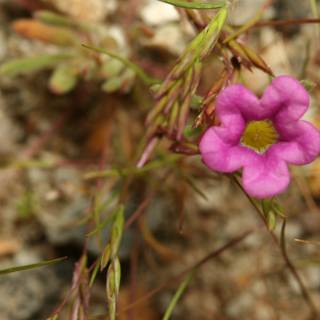 Lone Pink Geranium in the Field