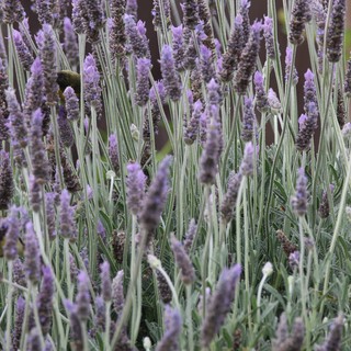 lavender farm or botanical garden