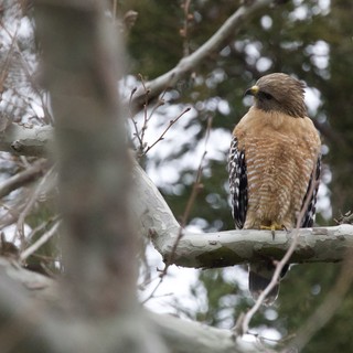 Red-shouldered Hawk Perched on Winter Branch