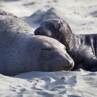 Mother and Pup Elephant Seals Resting on Sandy Beach