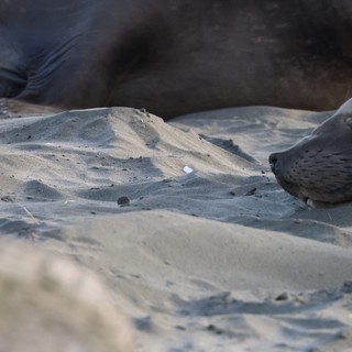 Elephant Seal Pups Resting on Sandy Beach