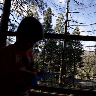Mario Amiibo Silhouette Against Forest Canopy View