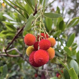 Strawberry Tree Fruits with Spiky Texture in Bloom