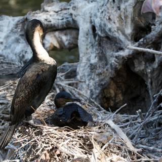 A Group of Cormorants on their Nest